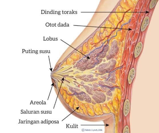 乳房解剖学