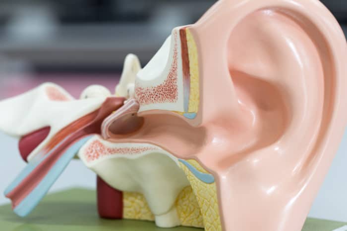 耳朵解剖学