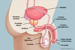 阴茎的解剖学看起来侧身（来源：WebMD）